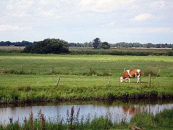 Landwirtschaft im Blockland in Bremen