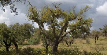 Korkeiche in Portugal