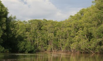 Mangroven in Costa Rica