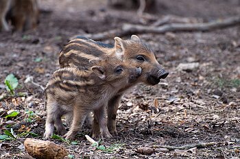 Niedersachsen Wildschweine