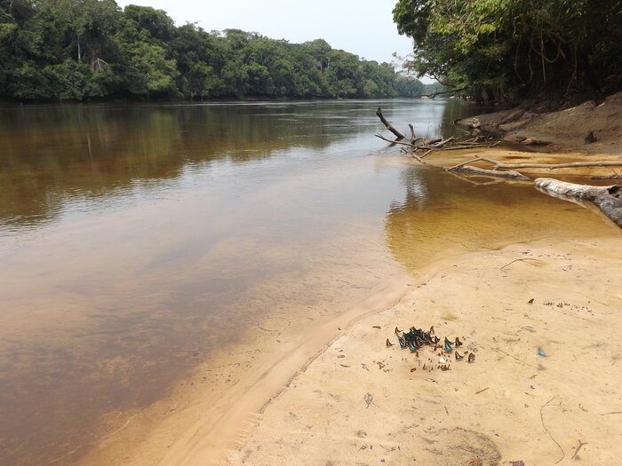 Lomami-Fluss in der DR Kongo