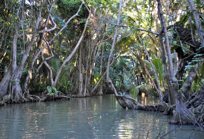 Mangroven auf Dominica