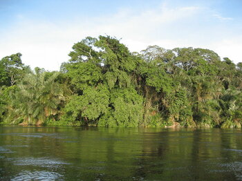 Regenwald am Ufer des Flusses Alima
