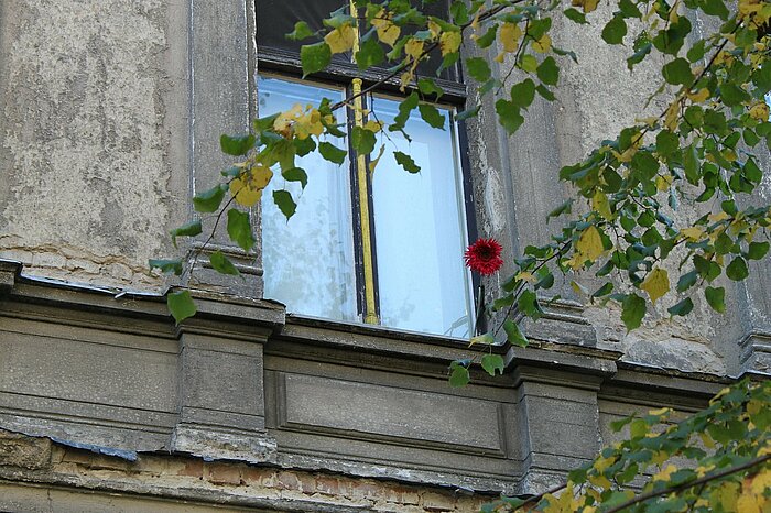 Blume am Fenster im Prenzlauer Berg