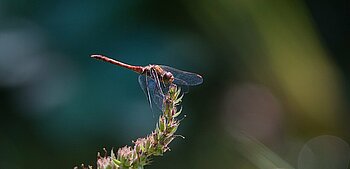 Libelle im Heidkoppelmoor, einem Moor in Schleswig-Holstein