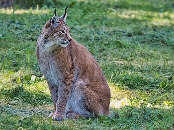 Luchs