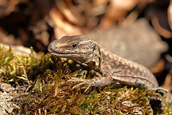 Reptilien Schleswig-Holstein