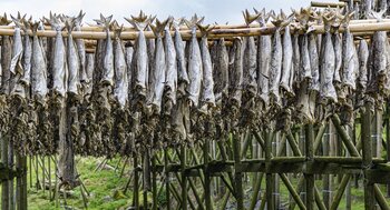 Trockenfisch auf den Lofoten Lofoten: Fisch trocknet