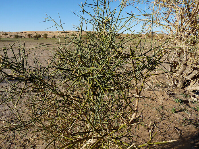 Wüstendattel in Adrar-Region