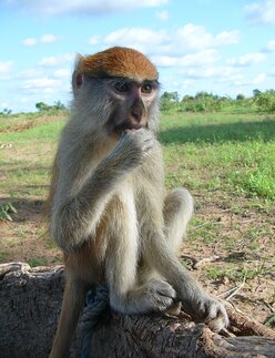 Husarenaffe in Burkina Faso