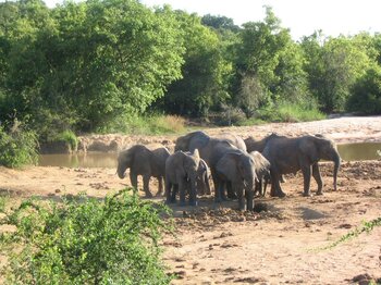 Tiere in Nigeria: Elefanten im Yankari-Naturschutzgebiet