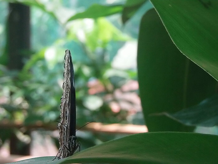 Schmetterling Blauer Morphofalter in Honduras