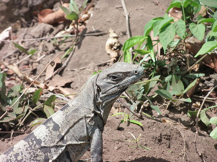 Grüner Leguan in Mexiko