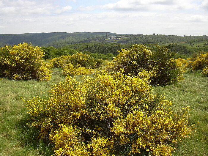 Ginster auf der Dreiborner Hochfläche