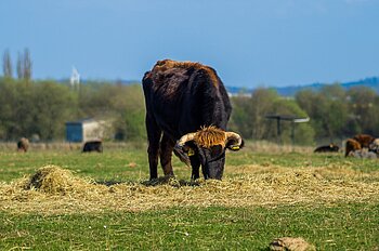 Viehhaltung in NRW