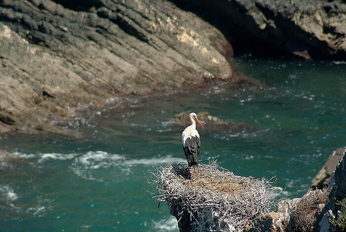 Storch in Portugal