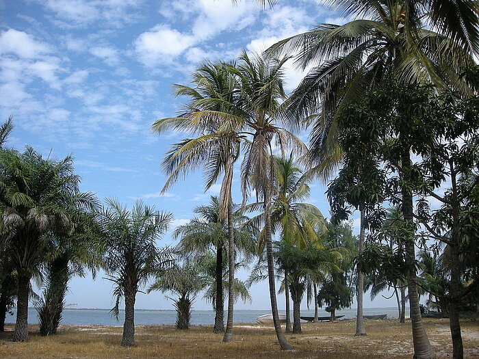 Palmen in der Casamance