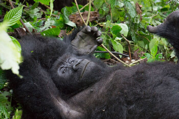 Junger Berggorille im Kongo