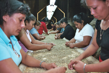 Kaffeeproduktion in El Salvador