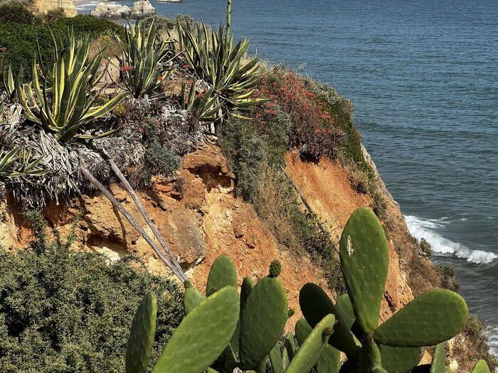 Portugal Vegetation