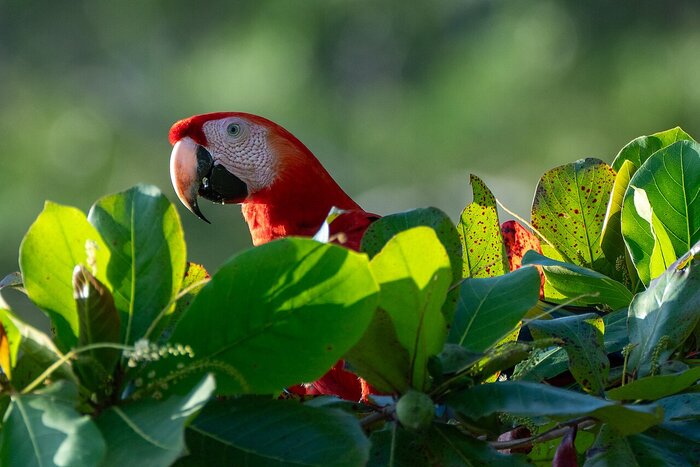 Papagei in Costa Rica