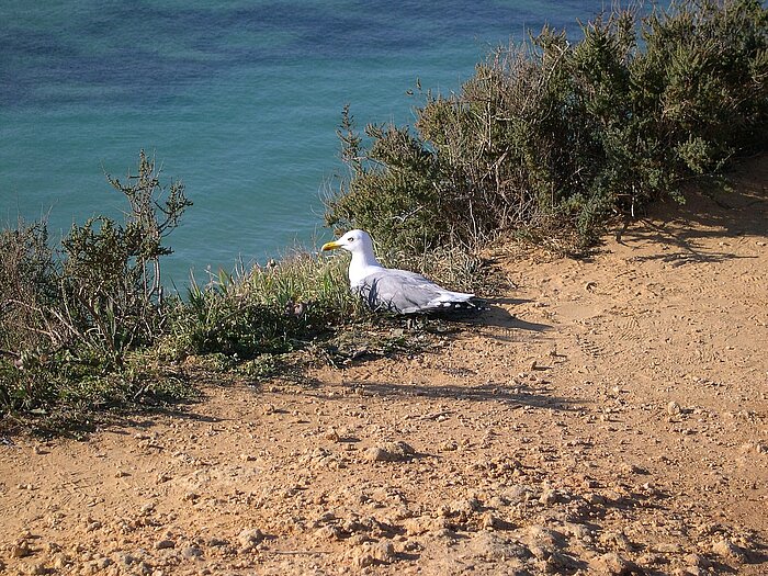 Möwe an der Algarve