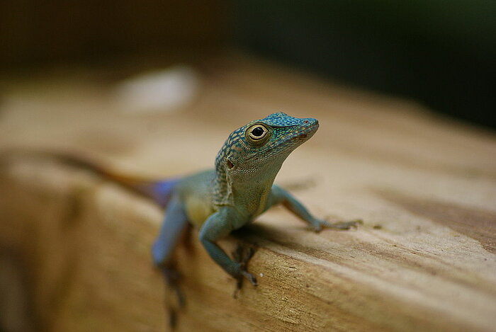 Grahams Anolis auf Jamaika