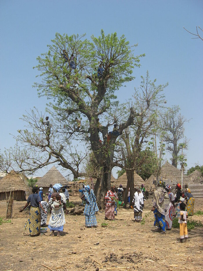 Khaya senegalensis (Afrikanisches Mahagoni)