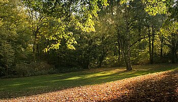 Wald in Hamburg-Harburg