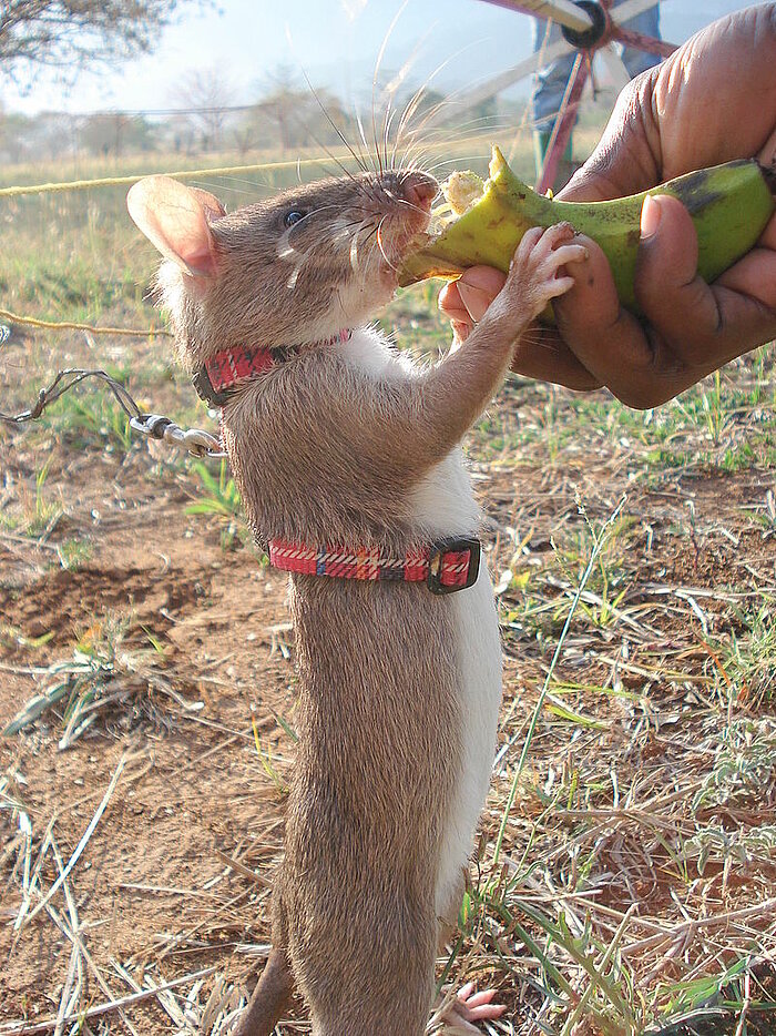 Gambia-Riesenhamsterratte