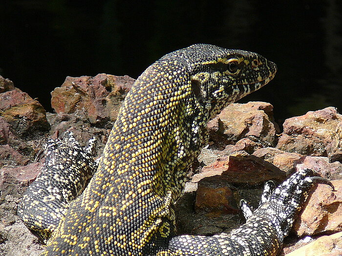 Nilwaran in Gambia