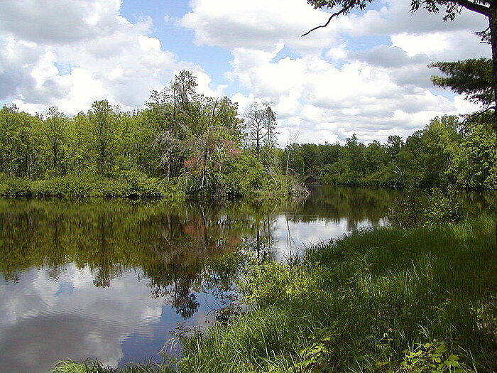 Laubwald in Minnesota