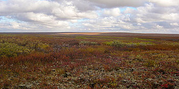 Russische Tundra