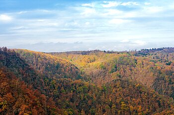 Wald im Harz