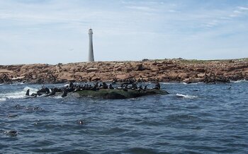 Uruguayische Seelöwen auf der Isla de Lobos