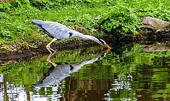 Reiher am Tollensesee