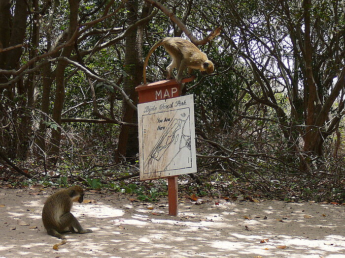 Westliche Grünmeerkatzen in Gambia