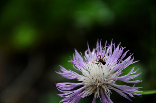 Blume in der Türkei