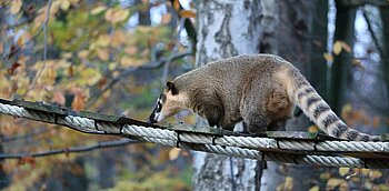 Nasenbär im Zoo Osnabrück