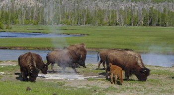 Bisons im Yellowstone-Nationalpark