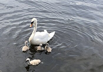 Alsterschwan mit Küken