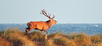 Hirsch auf der Ostseedüne am Darßer Ort