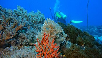 Korallenriff im Meer vor Taiwan