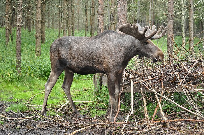 Elch in Schweden