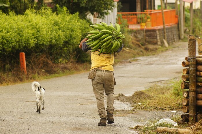 Bauer mit Bananen in Kolumbien