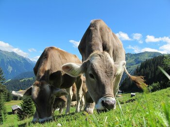 Österreich Landwirtschaft