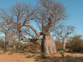 Affenbrotbaum im Bandia-Naturreservat