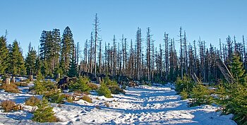 Baumsterben im Harz