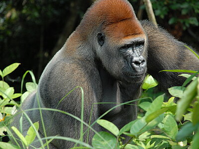 Republik Kongo Tiere