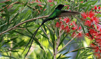 Wimpelschwanz, ein Vogel auf Jamaika